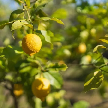 Сasa de vacaciones Casa Ginepro Olbia